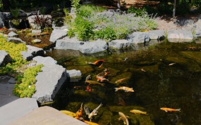 How Do You Correctly Size the Biological and Mechanical Filtration for a New Water Features Project to Guarantee Clear Water?